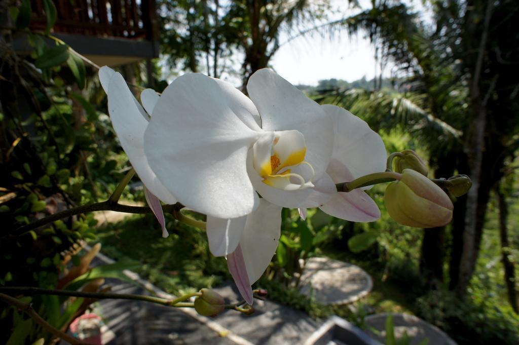 Prashanti Bali Ubud Exteriör bild